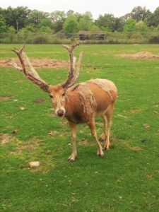 Wild Animal Safari Park, Strafford, MO