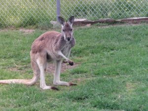 Wild Animal Safari Park, Strafford, MO