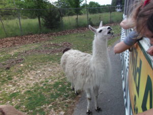 Wild Animal Safari Park, Strafford, MO